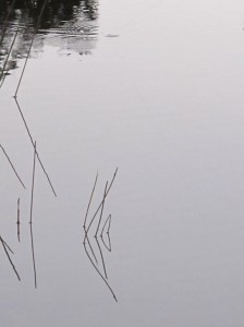 IMG_5356